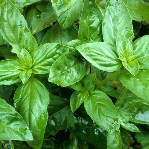 Lemon Basil