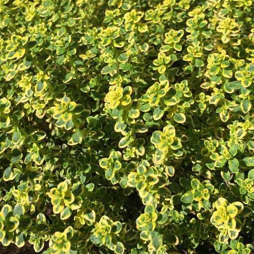 Lemon Thyme