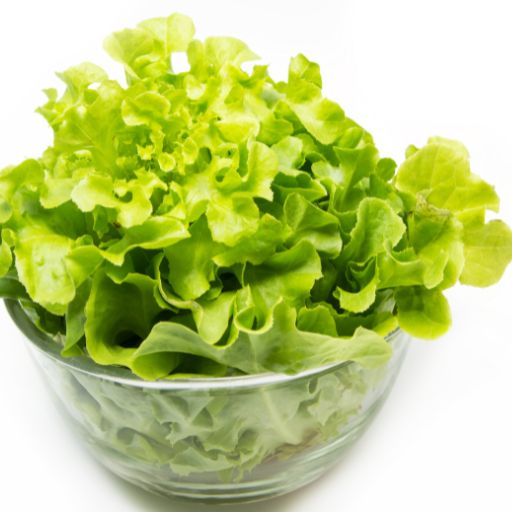 Lettuce (Looseleaf Varieties as Herb-Greens)