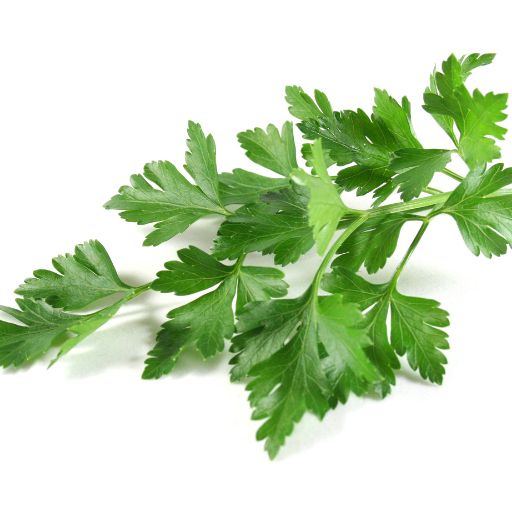 Lovage