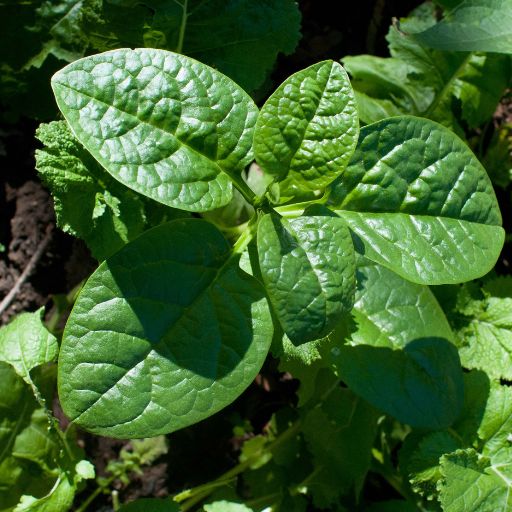 Malabar Spinach (Basella Alba)