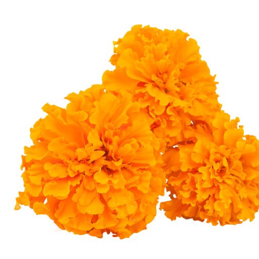 Marigold Petals