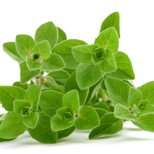 Marjoram