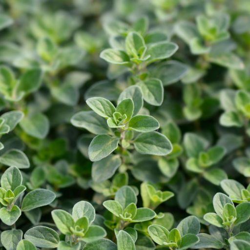 Marjoram