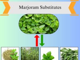 7 Best Substitutes for Marjoram in Cooking