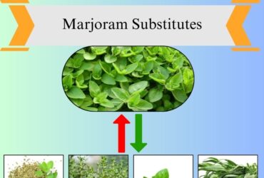 7 Best Substitutes for Marjoram in Cooking