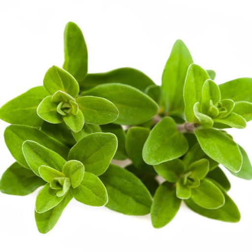 Marjoram