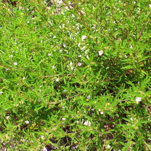 Mountain Savory (Winter & Summer Savory)