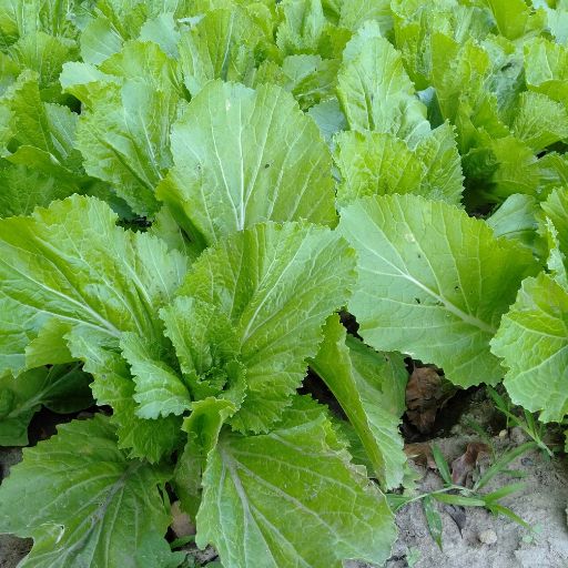 Mustard Greens