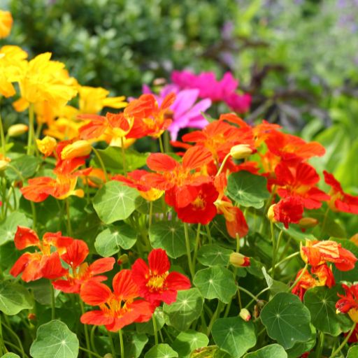 Nasturtium