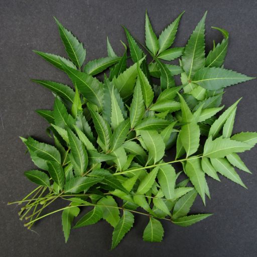 Neem Leaves (Culinary Use in India)