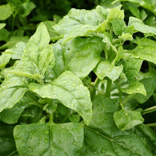 New Zealand Spinach (Warrigal Greens)