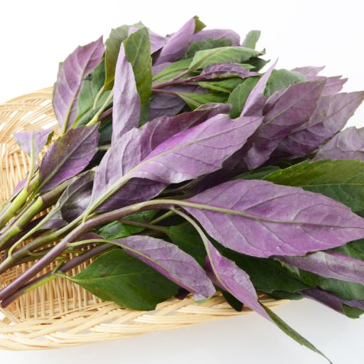 Okinawan Spinach