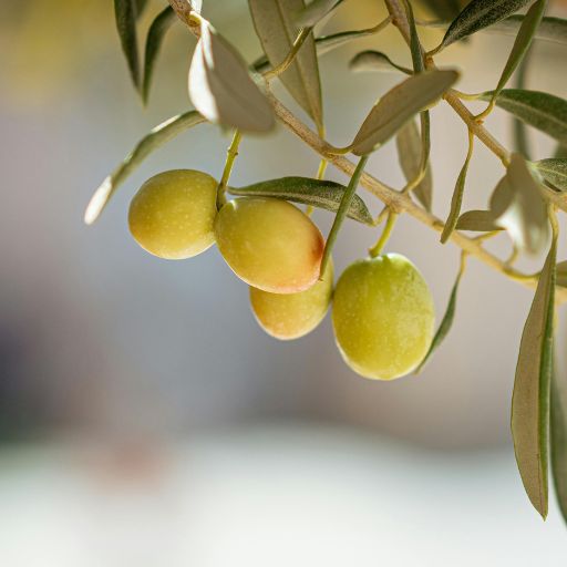 Olive Leaf (Culinary Use)