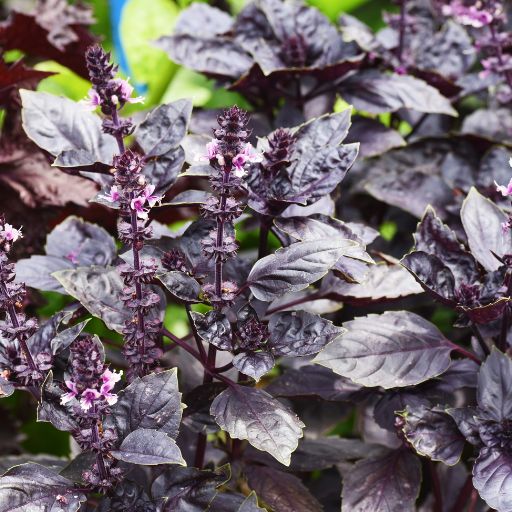 Opal Basil