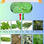 8 Best Oregano Substitutes for Cooking and Flavor