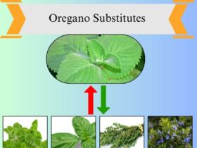 8 Best Oregano Substitutes for Cooking and Flavor
