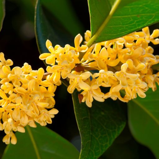 Osmanthus (as Culinary Spice_Flavoring)