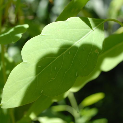 Papalo