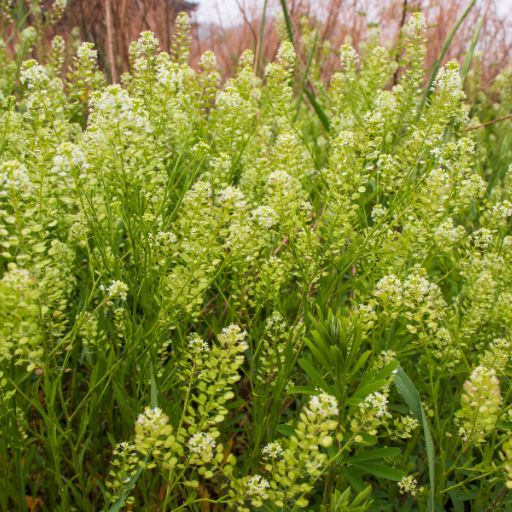 Pepper Grass
