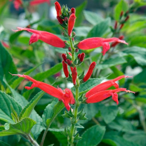 Pineapple Sage