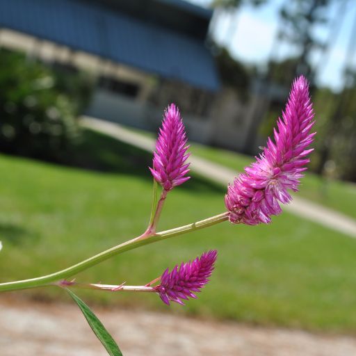 Quail Grass