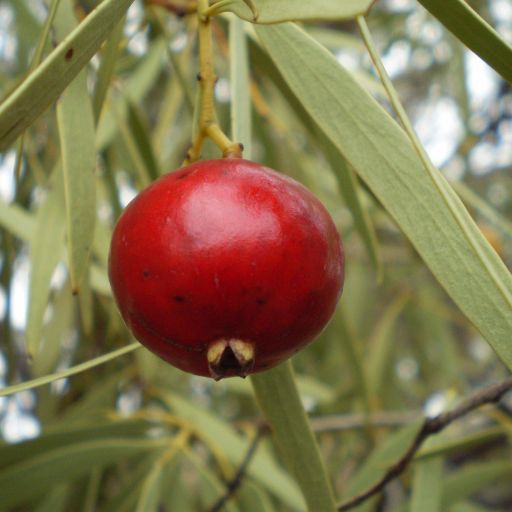 Quandong Kernel (Spice Use)