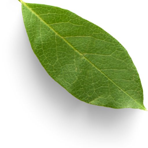Quassia Leaves