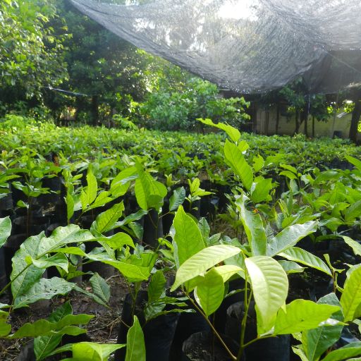 Rambutan Leaves