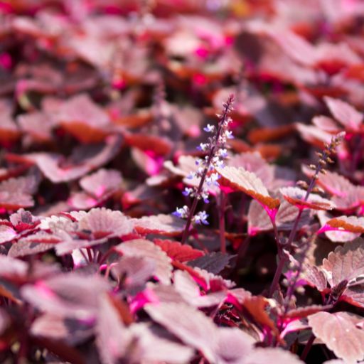 Red Shiso (Perilla)