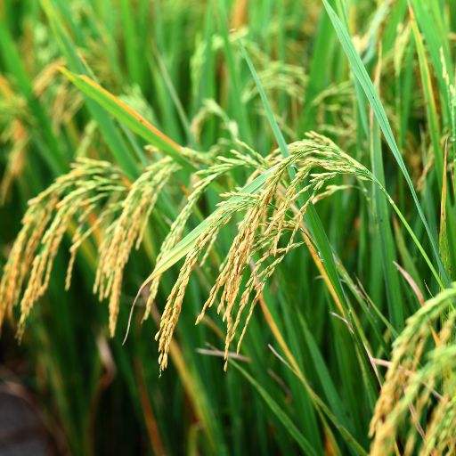 Rice Paddy Herb (Ngò Om)