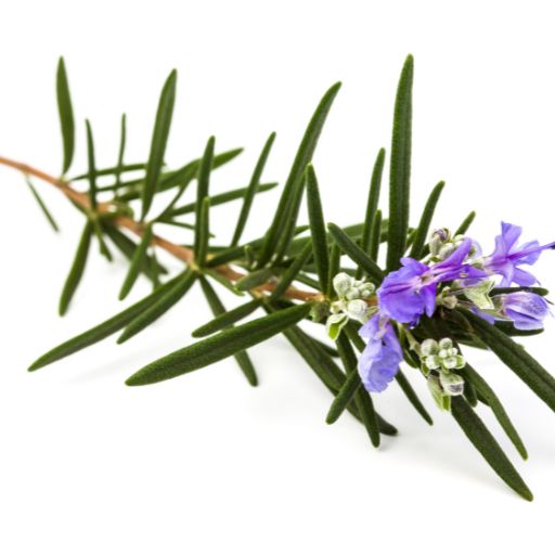 Rosemary
