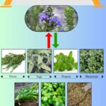 7 Best Rosemary Substitutes for Cooking and Flavor