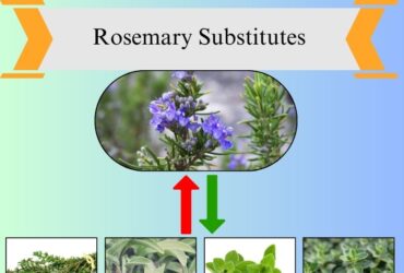 7 Best Rosemary Substitutes for Cooking and Flavor
