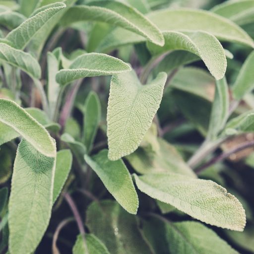 Sage