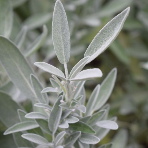 Sage