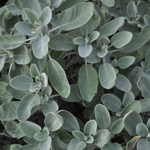 Sage