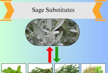 7 Best Sage Substitutes for Cooking and Flavor