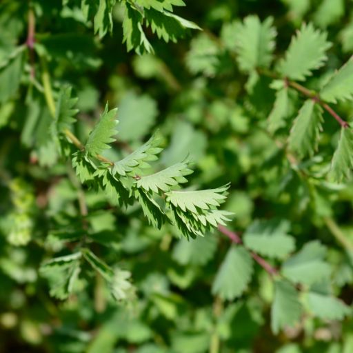 Salad Burnet