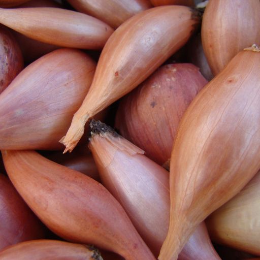 Shallots