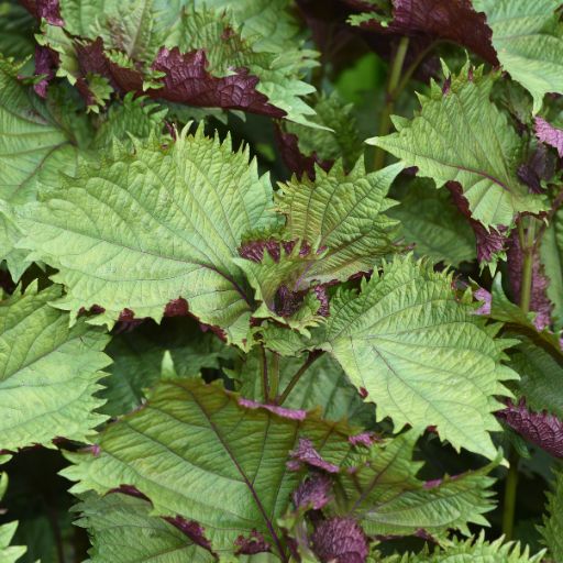 Shiso (Green Perilla)