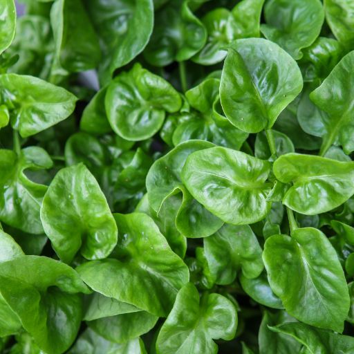 Sissoo Spinach