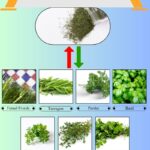 7 Best Substitutes for Dill Weed in Cooking