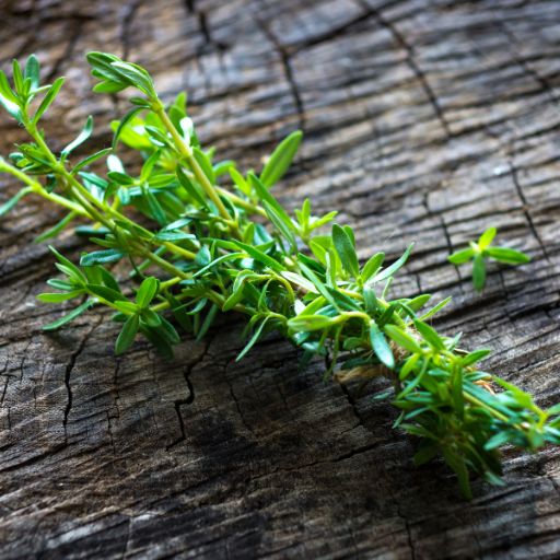 Summer Savory
