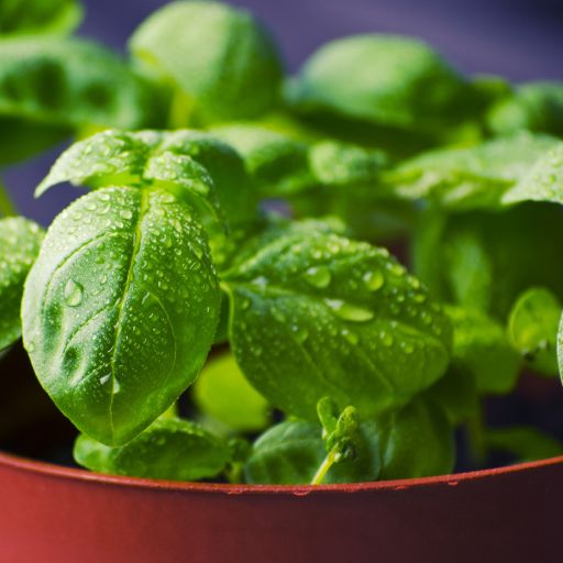 Sweet Basil