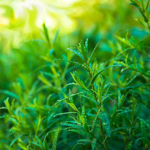 Tarragon