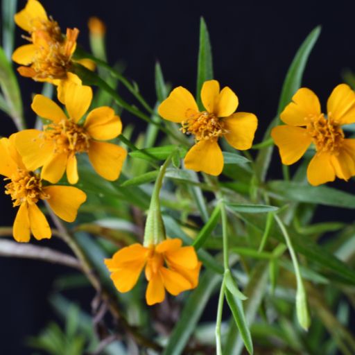 Tarragon Marigold
