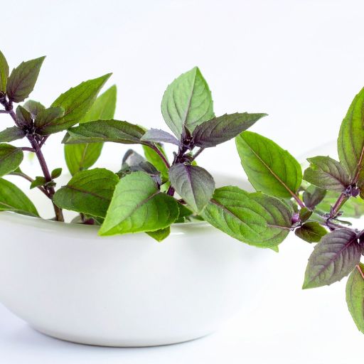 Thai Basil