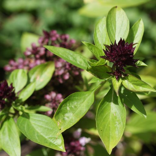 Thai Basil