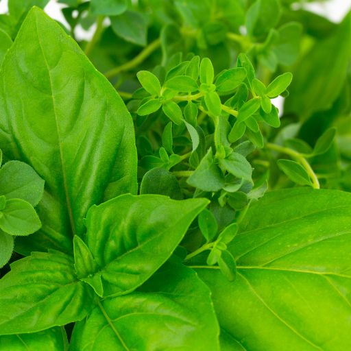 Thyme Basil (African Basil)